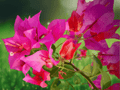 1 Live Starter Plant Bougainvillea Barbara Karst Red Flowering Tropical Vine