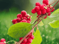 1 Live Plant Schisandra chinensis Eastern Prince Vine in 4 Inch Pot