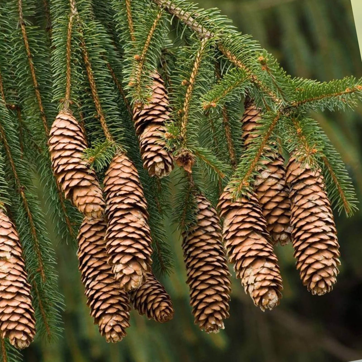 Norway Spruce Tree Seeds - 50 Seeds - Evergreen Picea Abies for Landscaping and Reforestation