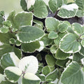 Variegated & Green Cuban Oregano Plant Cuttings - 6 Plectranthus Thyme Gardening & Culinary Cuttings