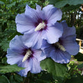 Mixed Colors Rose of Sharon Hibiscus Syriacus Flower Tree Bush Seeds, 50 Seeds, Jocad Variety