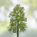 Austree Hybrid Willow Tree Cuttings 33 Pack, Fast Growing Salix x sepulcralis, Live Planting Material, Ornamental & Shade Tree