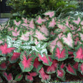Caladium Bulbs Sizzle Variety Colorful Foliage Caladium bicolor Indoor Garden Plant