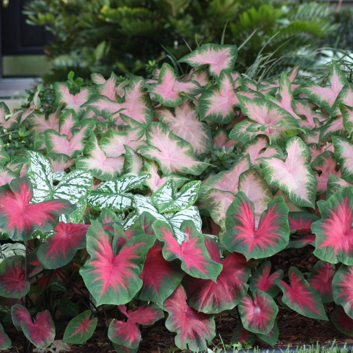 Caladium Bulbs Sizzle Variety Colorful Foliage Caladium bicolor Indoor Garden Plant