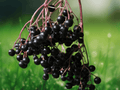 10 Seeds Sambucus nigra Elderberry Shrub Hardy Edible Landscape Plant