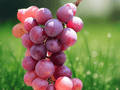 5 Seeds Vitis labrusca Catawba Grape Vine Fruit Plant