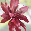 Hawaiian Lilinoe Red Ti Leaf Fresh Cuttings 6-Inch Starter Logs x6 - Cordyline fruticosa