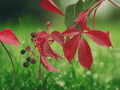 20 Seeds Virginia Creeper Parthenocissus quinquefolia