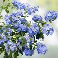 Cape Plumbago Cuttings 8-Pack California Blues Imperial Blue Plumbago auriculata Garden Plant