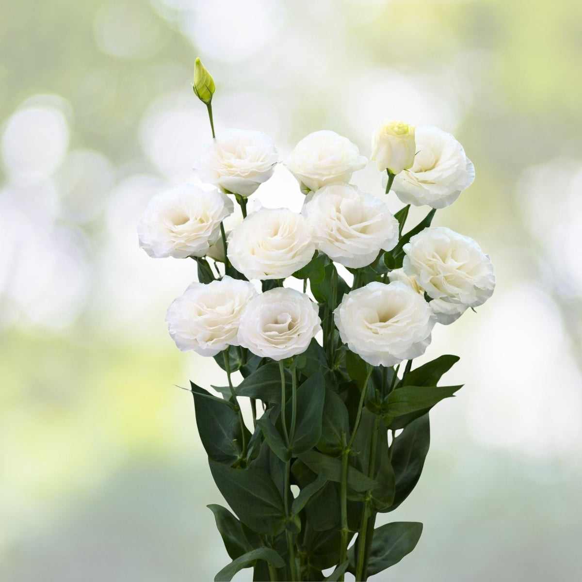 Lisianthus Seeds 125-5000 Enigma Variety Non-GMO Heirloom Flower Seed Eustoma grandiflorum