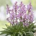 Spanish Pinkbell Bulbs 10 Pack - Pink Flowers - C. elegans - Ornamental Bulbs for Garden and Landscaping