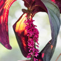 Medinilla 'Gregori Hambali' Tropical Plant in 6" Pot | Rare Pink Flowering Foliage | Well Established Medinilla