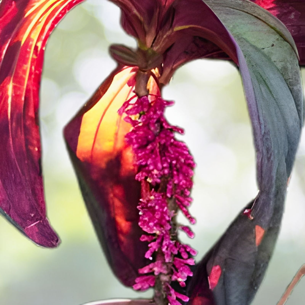 Medinilla 'Gregori Hambali' Tropical Plant in 6" Pot | Rare Pink Flowering Foliage | Well Established Medinilla