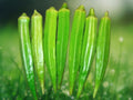 25+ Giant Okra Seeds Abelmoschus Esculentus Heirloom Edible Green Pods Easy Grow Garden & Patio Vegetable