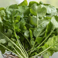 Organic Roquette Arugula Seeds - 500+ Count - Salad Rocket Garden Green - USA Grown (Eruca sativa)