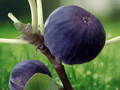 3 Live Plants Beer's Black Dwarf Fig Tree Ficus carica Cold Hardy Compact