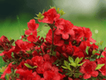 1 Live Plant Red Formosa Azalea Southern Indica Quart