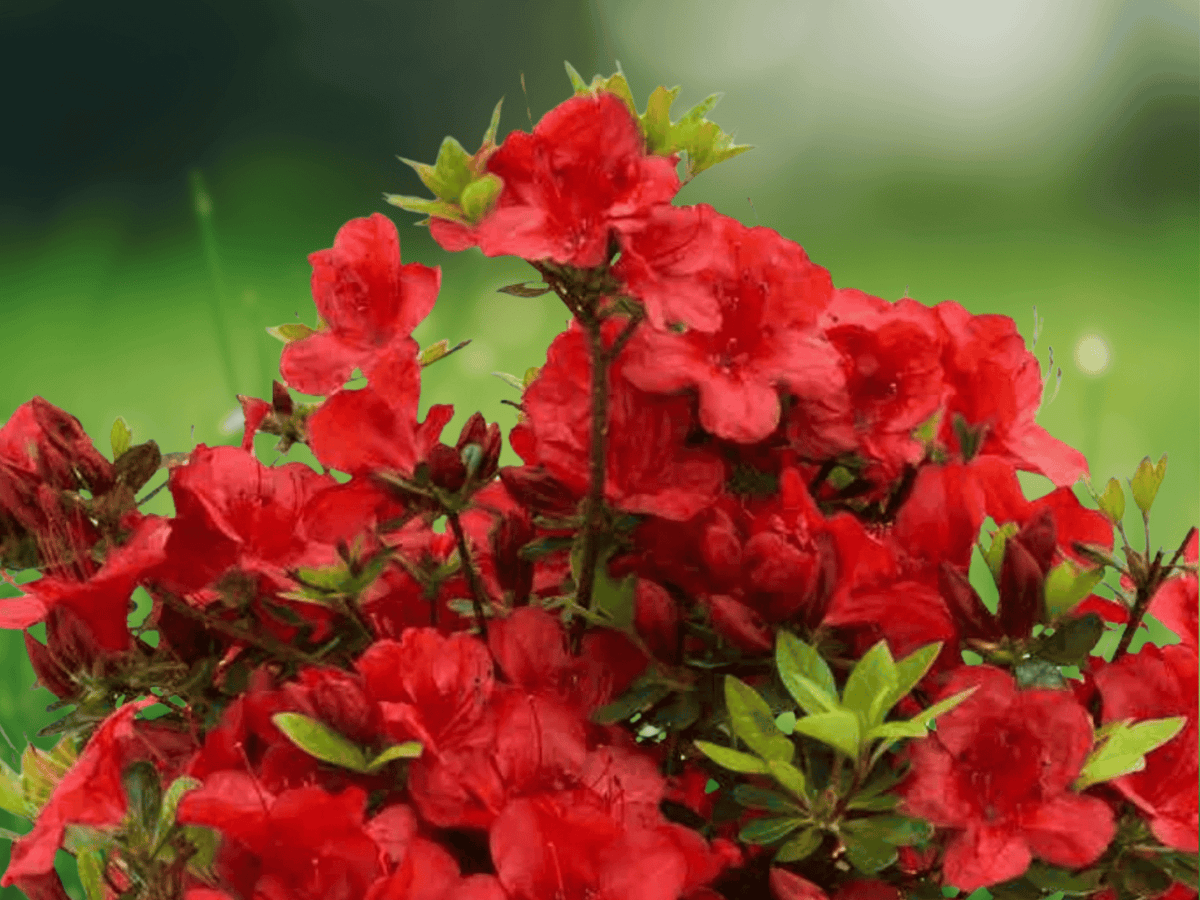 1 Live Plant Red Formosa Azalea Southern Indica Quart