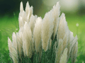 10 Cortaderia selloana Seeds - Pampas Grass Ornamental Plume Grass