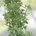 Fenugreek Seeds | NON-GMO Heirloom Seeds | Fresh Trigonella foenum-graecum for Gardening