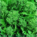 Broccoli Raab Seeds Heirloom Variety 50+ Seeds Brassica rapa subsp. ruvo Culinary Plant