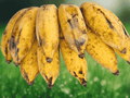 1 Live Plant Burro Banana Tropical Banana Plant for Containers Patios Home Orchards Tropical Gardens