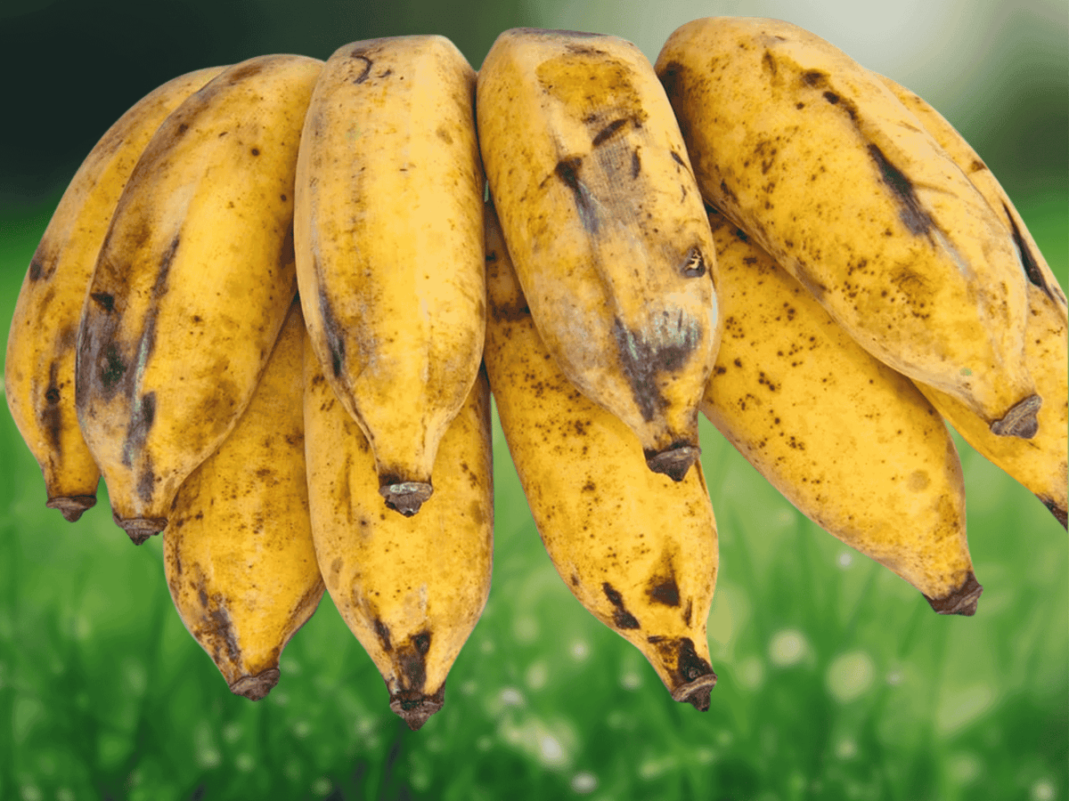 1 Live Plant Burro Banana Tropical Banana Plant for Containers Patios Home Orchards Tropical Gardens