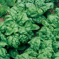 Swiss Chard Seeds, Ruby Red Heirloom, Non-GMO Beta vulgaris subsp. cicla Vegetable Garden Seeds
