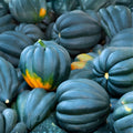 Acorn Winter Squash Seeds 30+ Heirloom Seeds Table Queen Variety Cucurbita pepo Dark Green Ribbed Rind