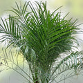15 Pygmy Date Palm Seeds - Dwarf Phoenix Roebelenii Indoor Houseplant, Easy Care, Fast Germination, Free Shipping