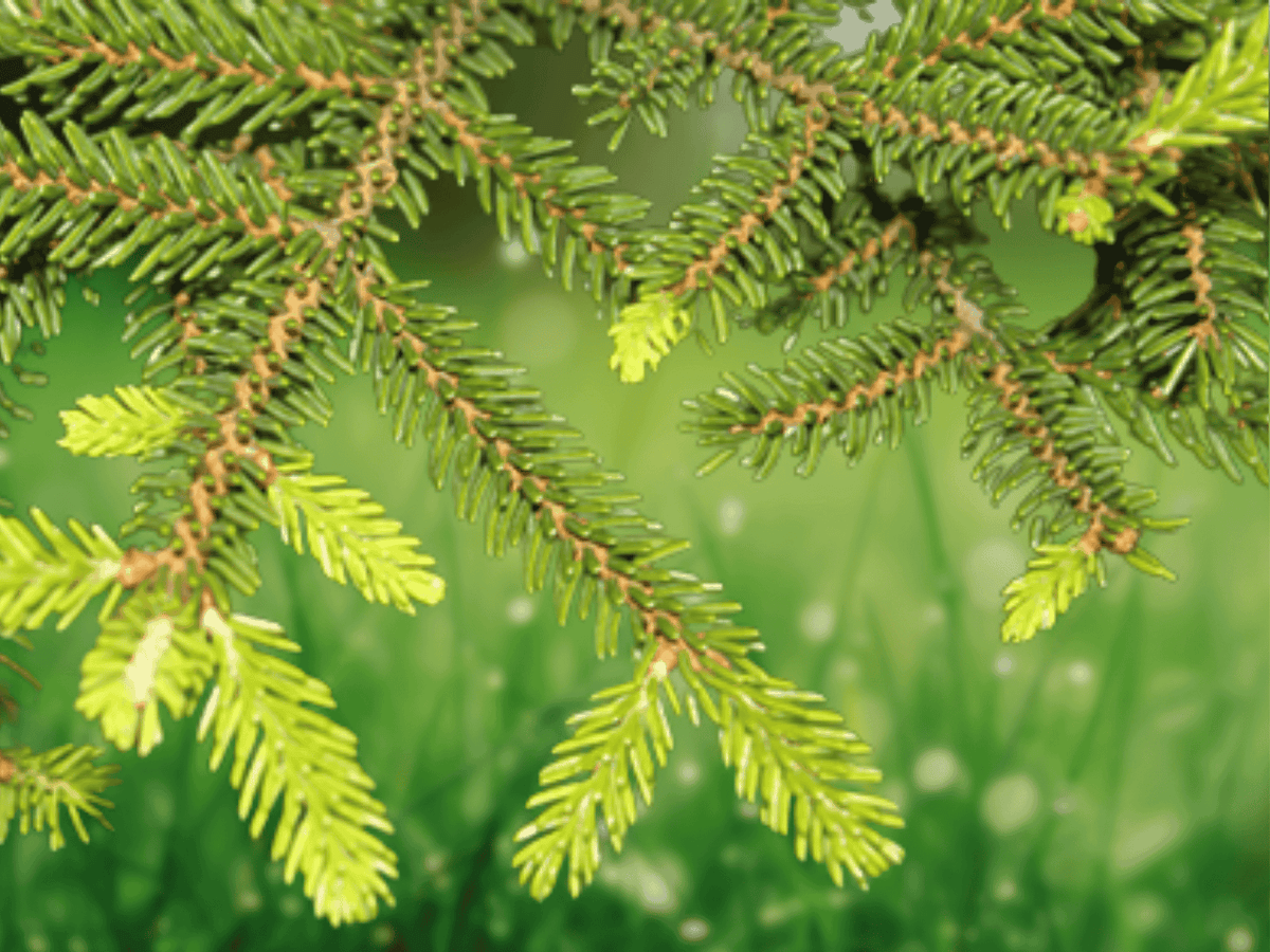 5 Seeds Oriental Spruce Picea orientalis Hardy Evergreen Conifer Tree