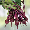 Detroit Dark Red Beet Seeds - Medium Top Variety, Non-GMO, Heirloom Beta vulgaris, Made in USA, Ships from Iowa