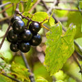 Scuppernong Muscadine Grape Seedling Vine - Vitis rotundifolia - Rare Outdoor Fruit Plant for Home Garden