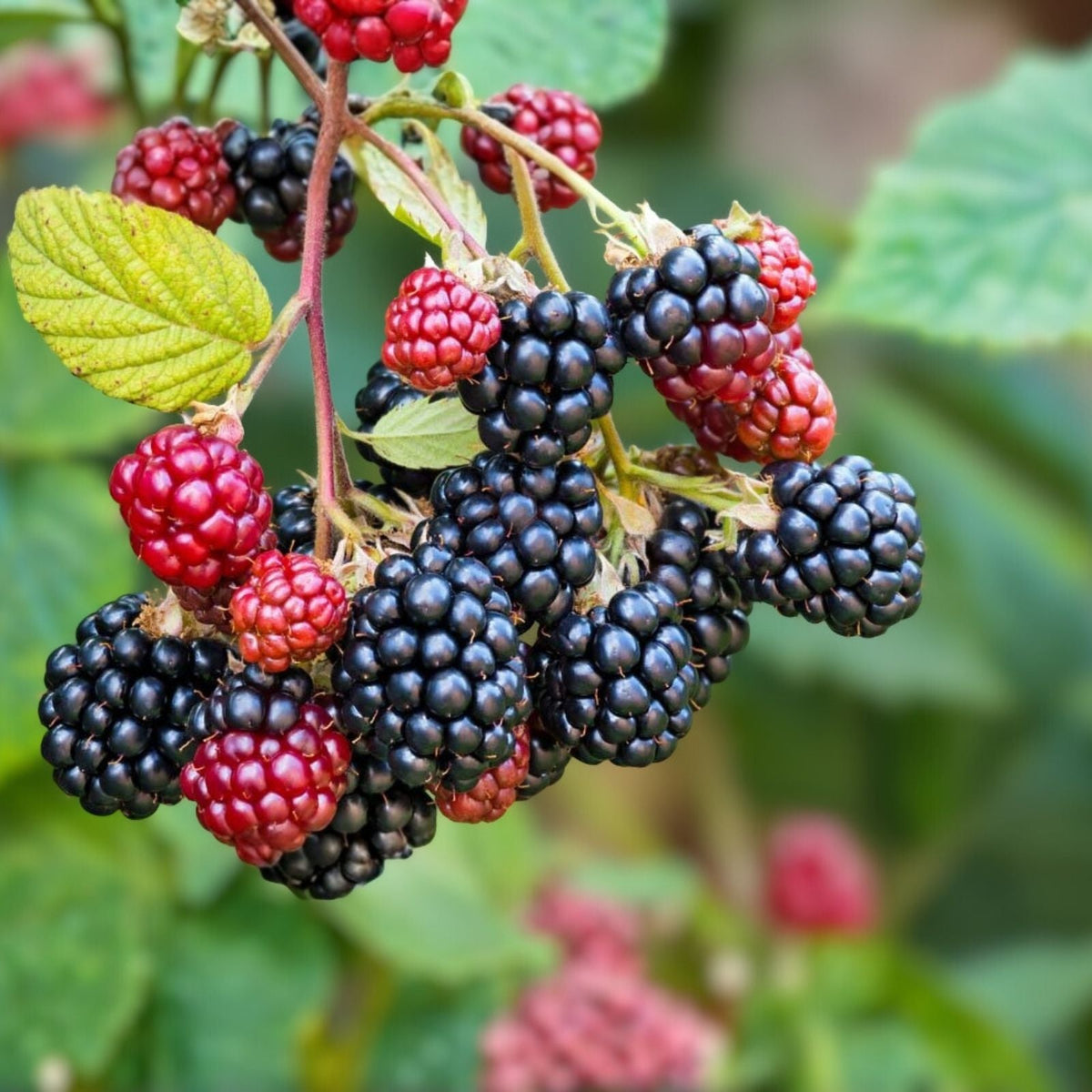 Sawtooth Blackberry Plants 10-Pack, Thorny Hardy Rubus fruticosus, Sweet Wild Berries, Zones 6-9