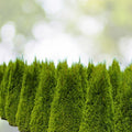 Emerald Green Arborvitae Trees - 5 Starter Plants, Thuja occidentalis 'Emerald Green', Landscape Privacy Shrubs
