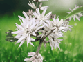 5 Seeds Asian Fringetree Chionanthus mala-elengi Fragrant Flowering Tree