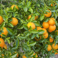 Sweet Juicy Orange Tree Seeds - Citrus sinensis - 10 Pack of Premium Seeds for Home Garden or Orchard
