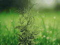 10 Seeds Green Giant Arborvitae Thuja Plicata Evergreen Tree