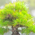Bonsai Tree Seeds - 30 Japanese Black Pine Seeds - Pinus thunbergii - Gardening and Bonsai Cultivation Supplies