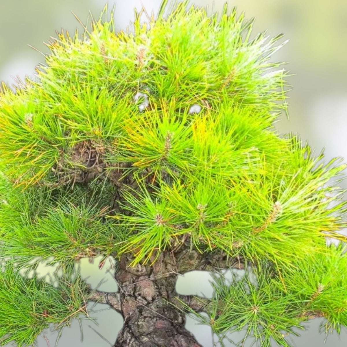 Bonsai Tree Seeds - 30 Japanese Black Pine Seeds - Pinus thunbergii - Gardening and Bonsai Cultivation Supplies