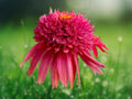 50 Seeds Echinacea Cranberry Coneflower Perennial Live Flowering Attractor Vibrant Red Blooms Easy Grow Hardy Garden Favorite