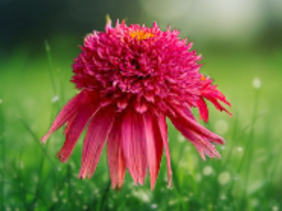 50 Seeds Echinacea Cranberry Coneflower Perennial Live Flowering Attractor Vibrant Red Blooms Easy Grow Hardy Garden Favorite