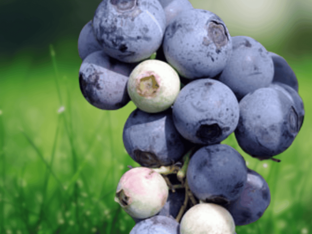 10 Live Plant Snowchaser Blueberry Vaccinium corymbosum Starter Plug