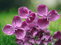 5 Seeds Akebia quinata Chocolate Vine Climbing Fruit Vine
