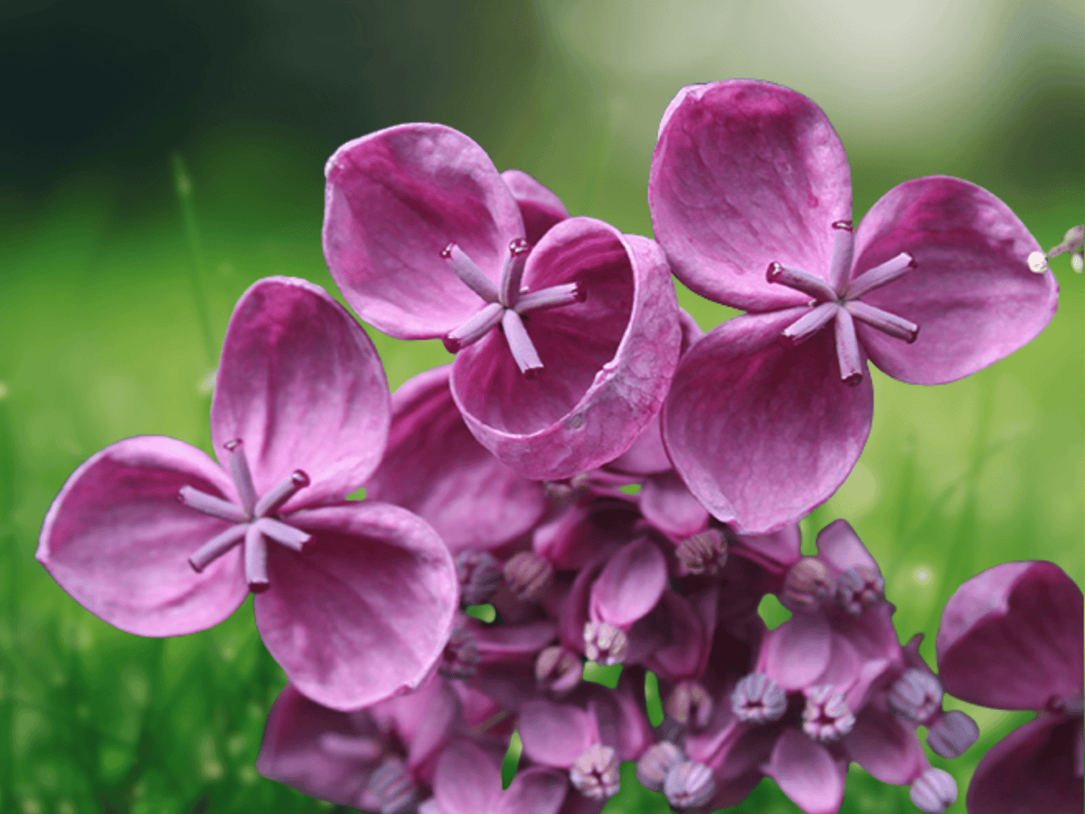 5 Seeds Akebia quinata Chocolate Vine Climbing Fruit Vine