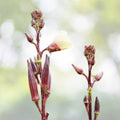 Red Burgundy Okra Seeds - 50+ Fresh Vegetable Seeds (Abelmoschus esculentus) - Heirloom Variety - USA Grown