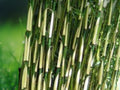50 Seeds Fargesia Bamboo Clumping Cold Hardy Non Invasive Ornamental for Garden Privacy Hedge