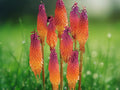 25 Seeds Kniphofia Hybrid Bicolor Hot Poker Torch Lily Orange Purple Perennial Drought Hardy
