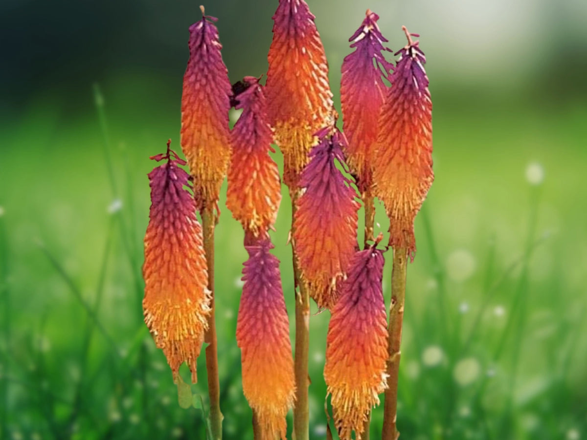 25 Seeds Kniphofia Hybrid Bicolor Hot Poker Torch Lily Orange Purple Perennial Drought Hardy