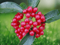 10 Seeds Viburnum foetidum Evergreen Shrub Ornamental Landscape Plant